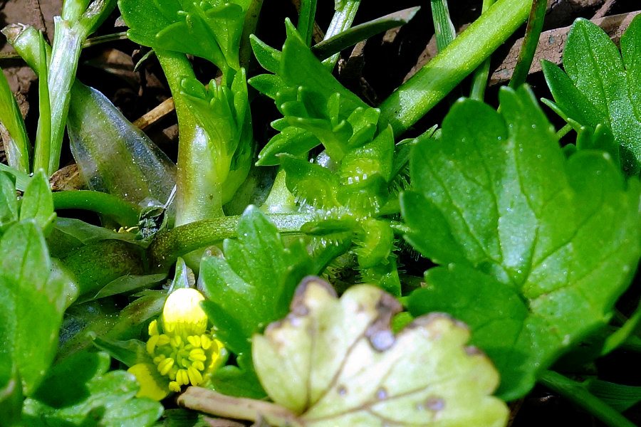 Ranunculus muricatus